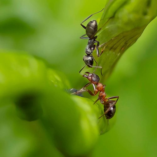 Ameisen 