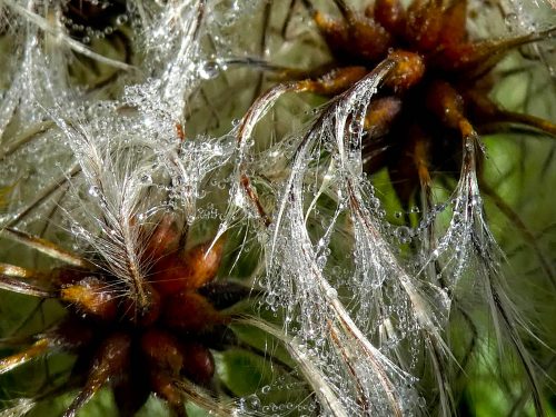 Spielarten der Natur | Regentropfenschmuck