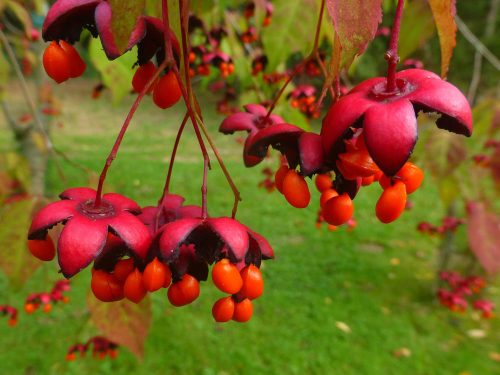 Spielarten der Natur | Außerirdische 