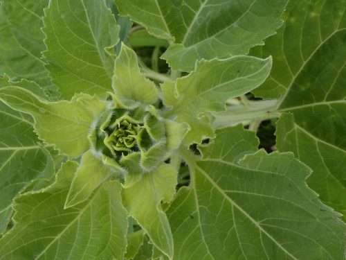 Spielarten der Natur | Knospe in grün