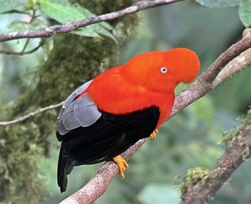 Cock of the rock | Peru