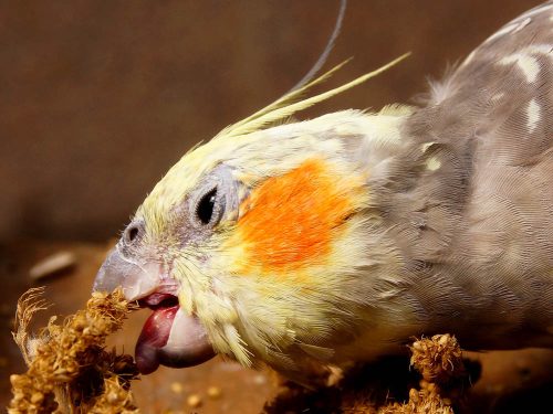 Sehr hungrig | Vogelburg Weilrod