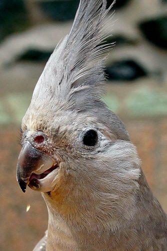Hallo | Vogelburg Weilrod