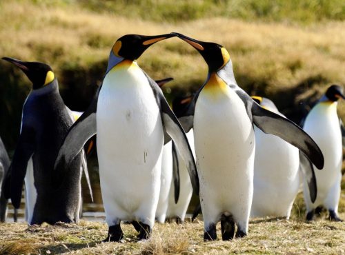 Pinguine | Feuerland