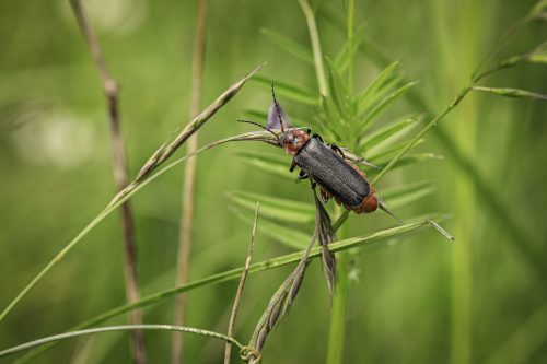 Gemeiner Weichkaefer