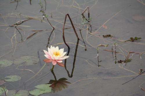 Seerose