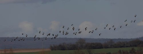 Frühling | Landeanflug