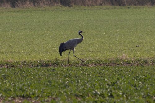 Frühling | Einzelgänger