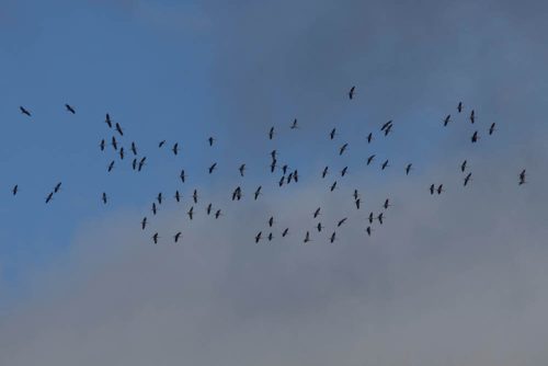 Frühling | Weiterflug