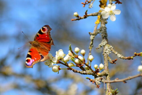 Schmetterling auf Kirschblüte