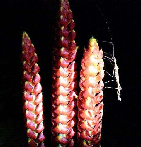 Madidi Park | Bolivien