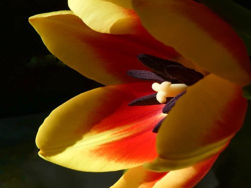 Tulpen