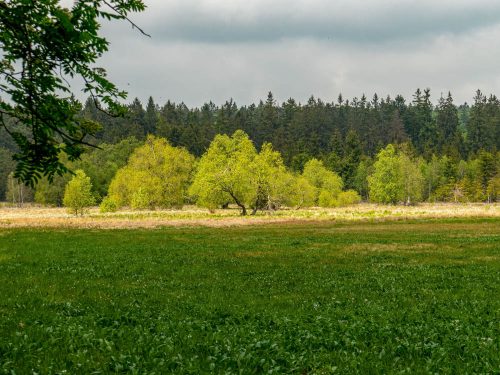 Hochmoor