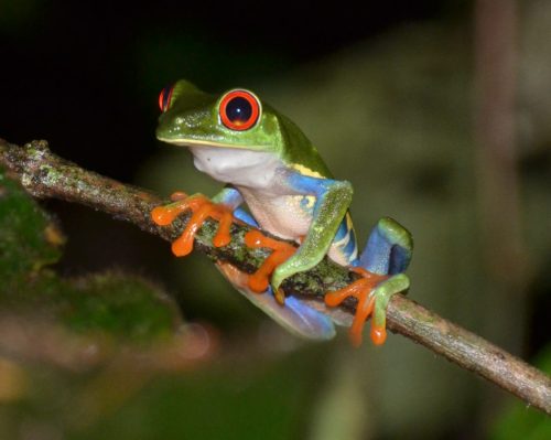 Rotaugenfrosch | Costa Rica