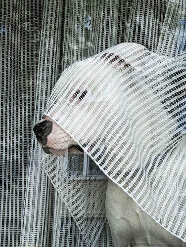 Wenn die Hunde Schleier tragen
