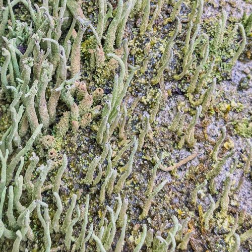 mikroskopische Aufnahme 